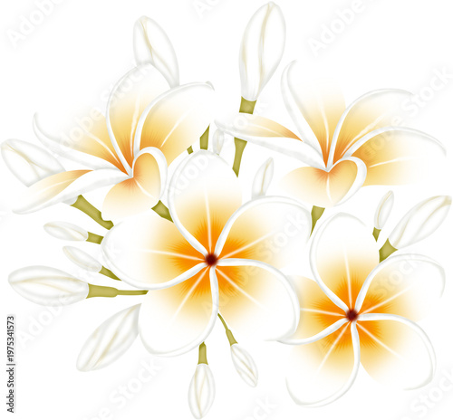 Plumeria Flower Cluster
