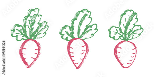 Hand drawn farm daikon radish beet beetroot plant with green leaves Fresh vegetable doodle set Healthy eco food Organic garden vegetarian food For design, print, packaging, decor, kids books