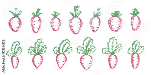 Hand drawn farm daikon radish beet beetroot plant with green leaves Fresh vegetable doodle set Healthy eco food Organic garden vegetarian food For design, print, packaging, decor, kids books