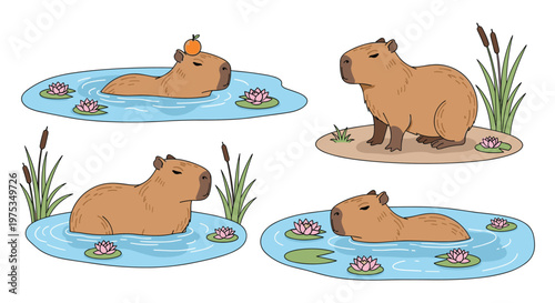 Set of four adorable capybara illustrations showing the animal swimming in a pond with lilies and standing on land.
