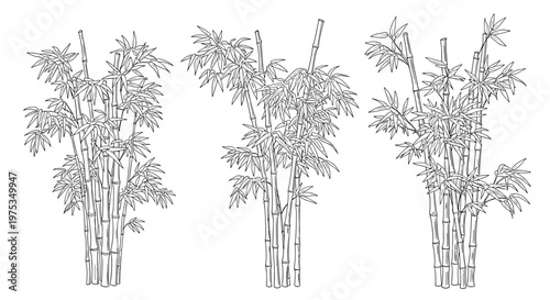 Three clusters of bamboo plants shown in black and white line art with numerous stalks and leaves suitable for coloring books or nature sketches.