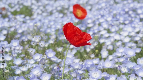 Beautiful red corn poppy flower in baby blue eyes flower (Nemophila menziesii) field in sunny spring day, small white and blue wild flower, 4k slow motion footage b roll shot, spring concept.