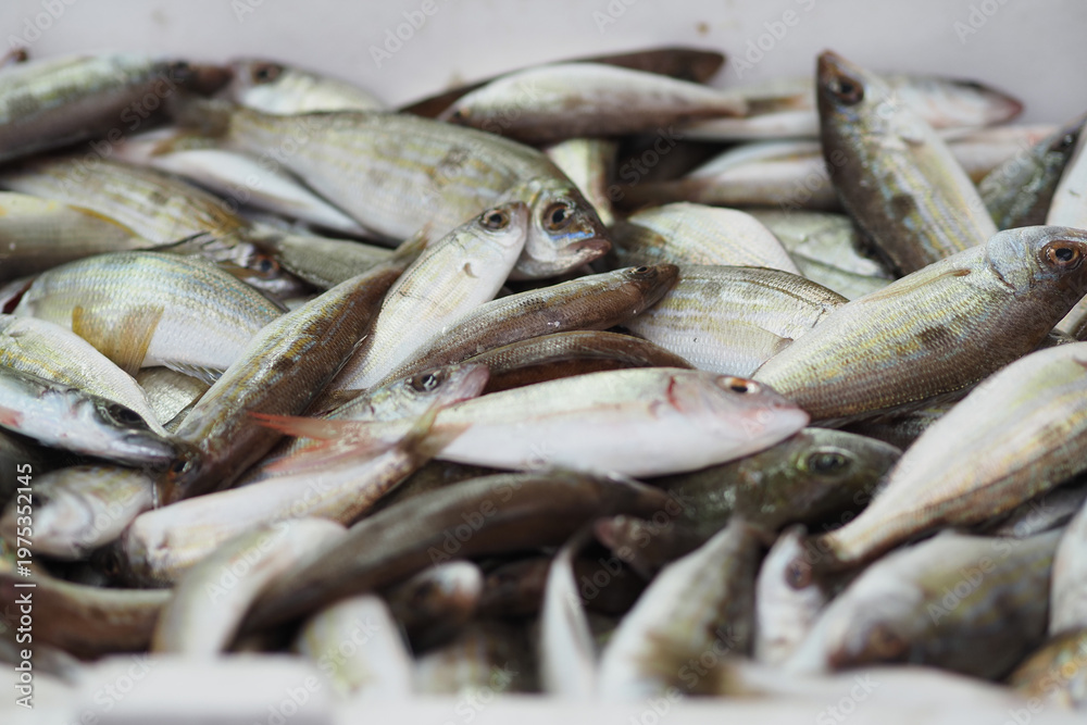 Fototapeta premium Fish collected from the sea ready for sale at the market