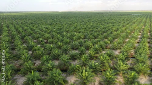 Aerial view of oil palm plantation in Kuala Penyu, Sabah, Malaysia.