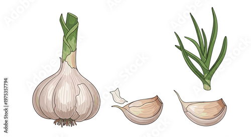 Realistic illustration of a whole garlic bulb alongside individual cloves and fresh green sprouts on a clean white background for cooking themes.