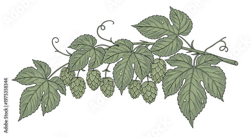 Detailed botanical illustration of a hops vine with green leaves and cones used as an ingredient for beer brewing and medicine.