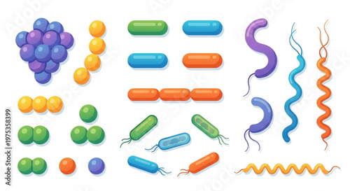 Diverse Bacteria Shapes Vector Set - Coccus, Bacillus, and Spirillum Flat Design