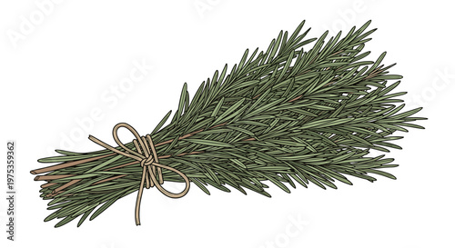 Hand drawn sketch of a bundle of fresh rosemary sprigs tied together with a simple twine bow for culinary or medicinal use.
