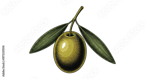Close up detailed illustration of a single green olive fruit attached to a small branch with two leaves in an engraving style.
