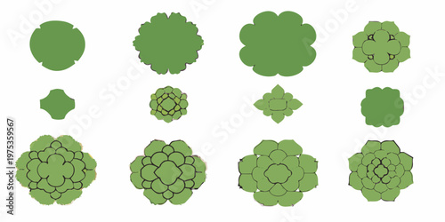 Aerial view of various green succulent plant arrangements on white background