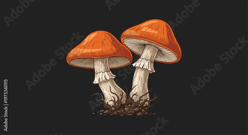 Pair of orange wild mushrooms with white stems growing from the dark ground isolated on a solid black background for nature design.