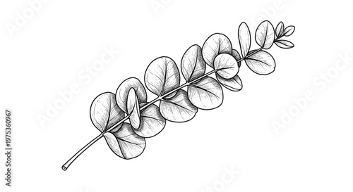 Hand drawn botanical sketch of a silver dollar eucalyptus branch with round leaves isolated on a white background.