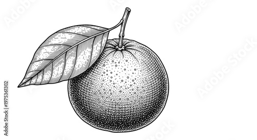 Detailed vintage style engraving of a whole orange fruit with a single green leaf isolated on a plain white background.