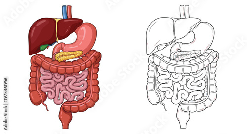 Anatomical illustration of the human digestive system including the liver, stomach, and intestines in color and sketch.
