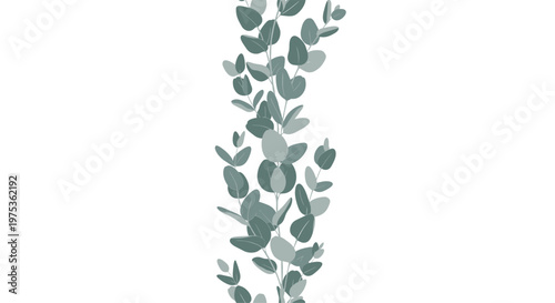 Vertical stem of a silver dollar eucalyptus with dusty green leaves on a plain white background for design projects.