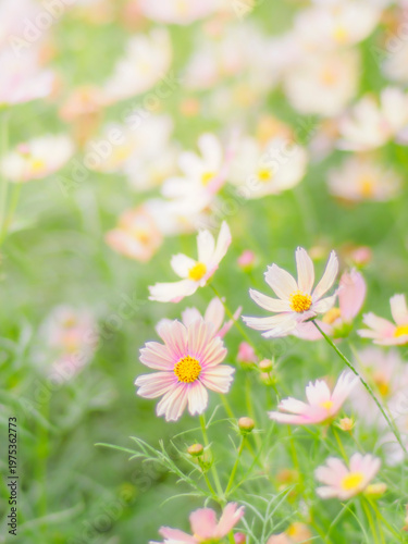 やさしいクリーム色のコスモス。秋の公園や花壇を彩るコスモスのある風景。ふんわりした雰囲気。背景。自然風景素材。