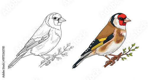 Beautiful illustration of a goldfinch bird perched on a leafy branch shown in both colorful realism and simple black line art outline.