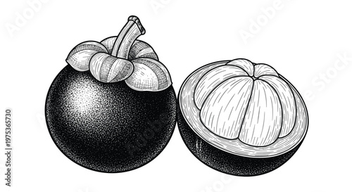 Detailed hand-drawn engraving of a whole mangosteen fruit and its cross-section showing white segments on a white background.