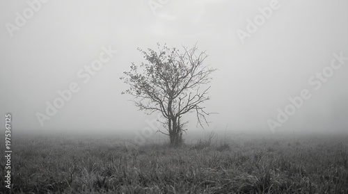 tree in fog