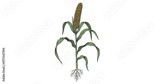 Full botanical illustration of a sorghum plant showing its green leaves and brown seed head and root structure.