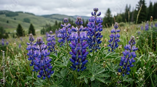 Purple Lavender Flowers Blooming in Spring Garden Field