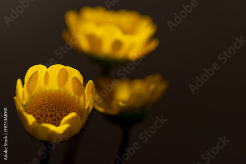 ライトアップされた黄色いデイジー