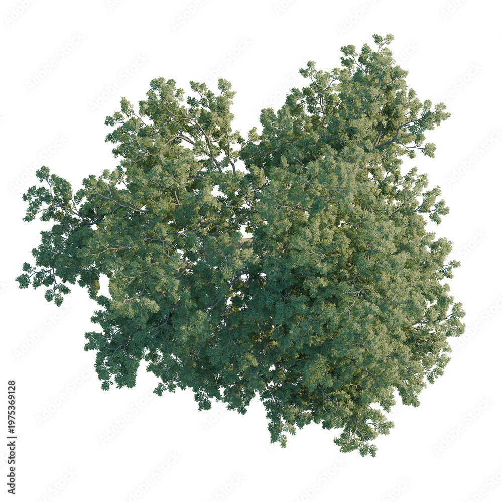 Obraz premium Shademaster honeylocust tree plan, top view, cutout, transparent background, isolate, Detailed Pine Tree with Lush Green Needles, Realistic Rendering for Nature Design Elements
