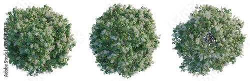 фотографія Syringa reticulata Ivory silk tree plan, top view, cutout, transparent background, isolate, Detailed green moss texture