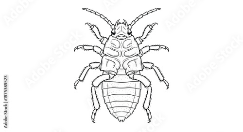 Detailed black and white scientific illustration of an insect seen from the underside showing legs and body segments.