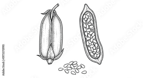 Detailed black and white botanical illustration of sesame seed pods whole and open showing seeds on white background.
