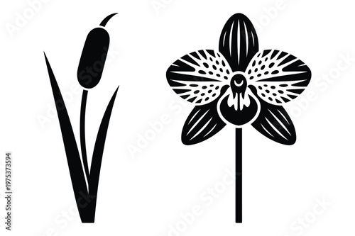 Tableau sur toile Black and white vector illustrations of cattail plant and orchid flower