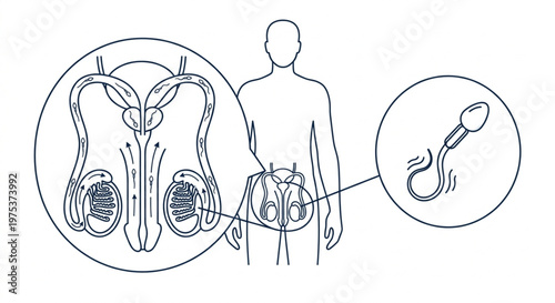 Male Reproductive System Anatomy Diagram - Spermatogenesis and Sperm Cell Line Art
