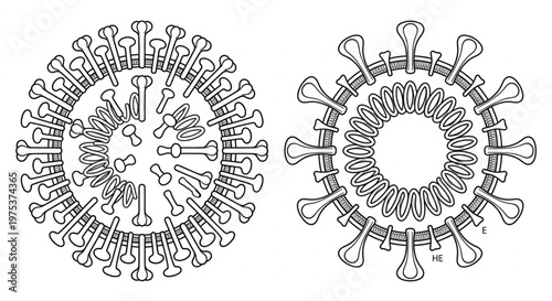 Minimalist Line Art Vector of Coronavirus and Influenza Virus Structure . A black and white line art illustration of two virus particles, showing their outer shells covered in spike proteins and their