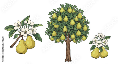 Set of pear tree illustrations includes a full tree laden with fruit, a branch with blossoms, and clusters of yellow pears.