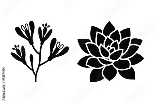 Succulent rosette and botanical branch vector illustrations with succulent
