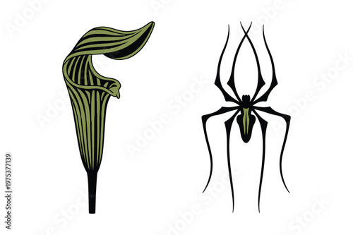 Jack in the pulpit plant and long legged spider insect vector illustration