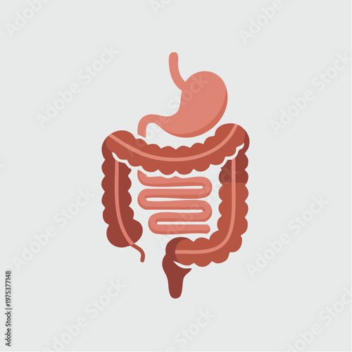 Human digestive system anatomy illustration.