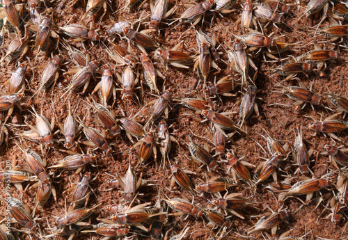 Female crickets laying eggs in coconut husk substrate.