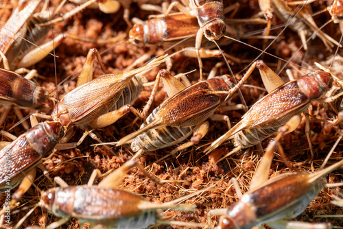 Female crickets laying eggs in coconut husk substrate.