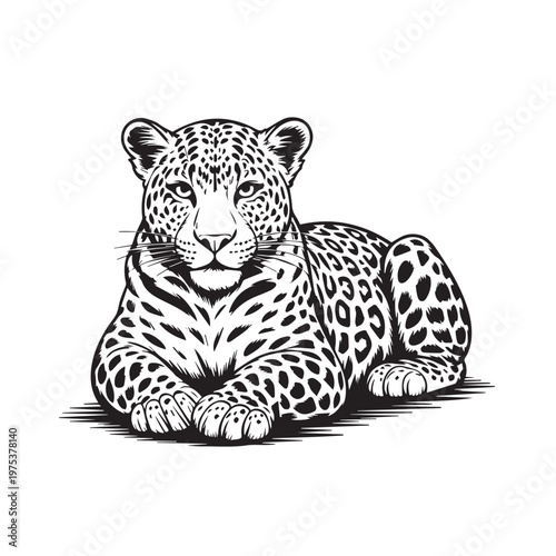 Vector illustration of a leopard, designed with bold spots and sleek lines, capturing its powerful stance and wild elegance in a clean and modern wildlife style.
