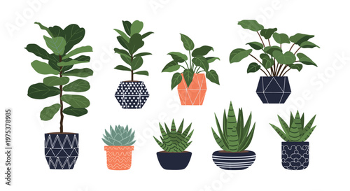 Collection of various indoor potted plants in decorative pots shows a variety of leaves and patterns for home decor.