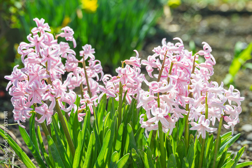 庭の露地栽培のヒヤシンス