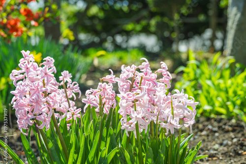 庭の露地栽培のヒヤシンス