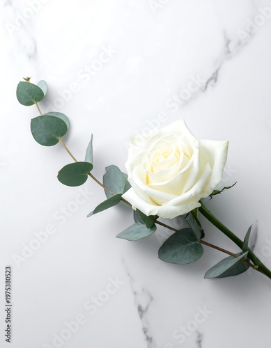 A single white rose with eucalyptus on a marble surface