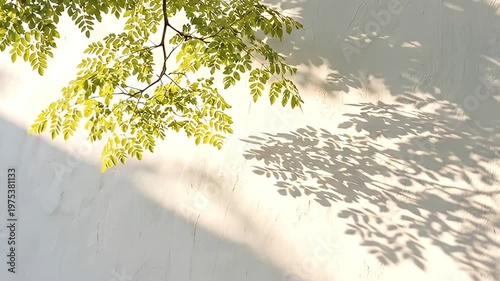 A serene, minimalist composition featuring delicate green tree branches with small oval leaves extending from the top left, a white textured wall bathed in warm sunlight.