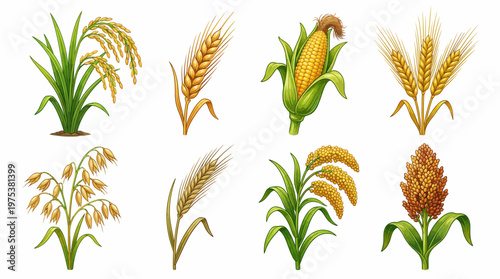 Botanical Illustration Set of Major Cereal Crops Including Wheat, Rice, Corn, Barley, Oats, Millet, and Sorghum Grains Isolated on White Background for Design.