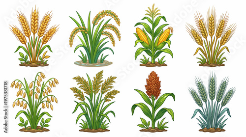 Comprehensive Collection of Eight Detailed Cereal Crop Illustrations Including Wheat Rice Corn Oats Barley Sorghum and Rye Isolated on a White Background Graphic