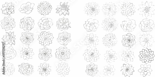 Collection of hand drawn succulent and floral sketch illustrations