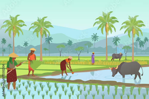 Farmers working in a lush green rice paddy field with cattle