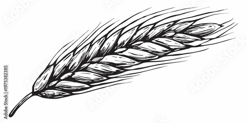 Detailed sketch of a single stalk of wheat with flowing lines